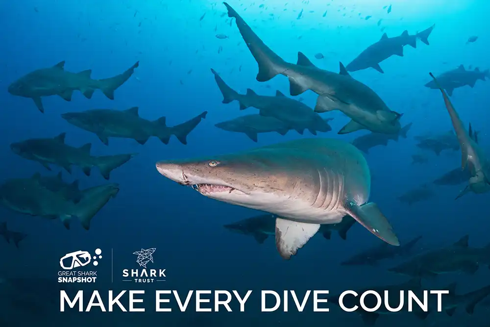 Shark Trust’s Great Shark Snapshot returns for 2026