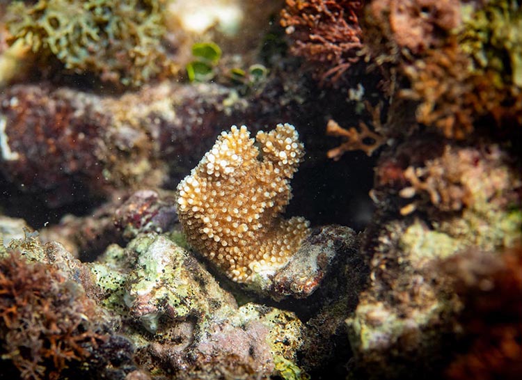 new coral growing amongst dead reef
