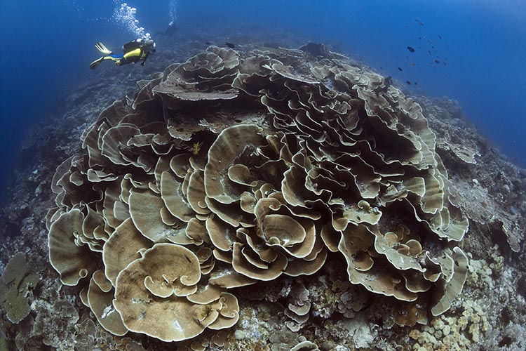 diver swims near a giant scroll coral called the rose at Wakatobi's roma dive site