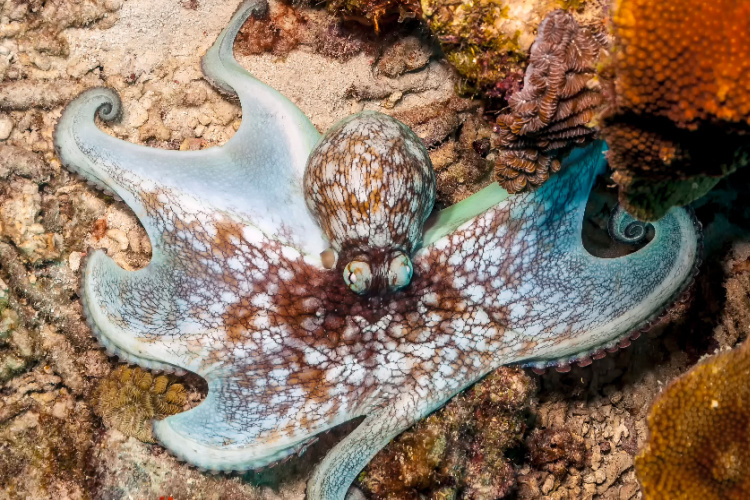 QUIZ: Marine Life - Octopus - DIVE Magazine