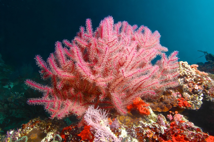 QUIZ: Marine Life – Coral