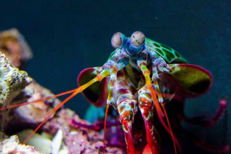 QUIZ: Marine Life – Crustaceans