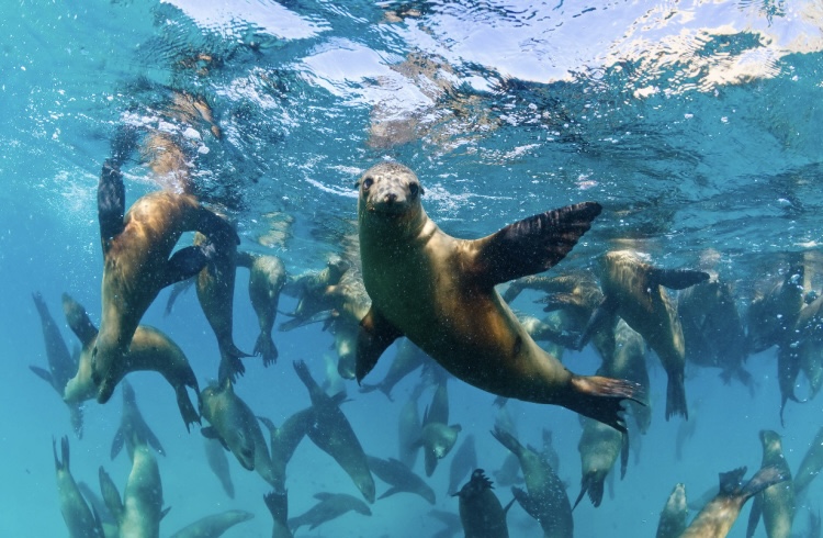 QUIZ: Marine Life – Endangered Species