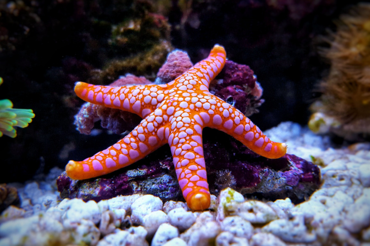 QUIZ: Marine Life – Starfish