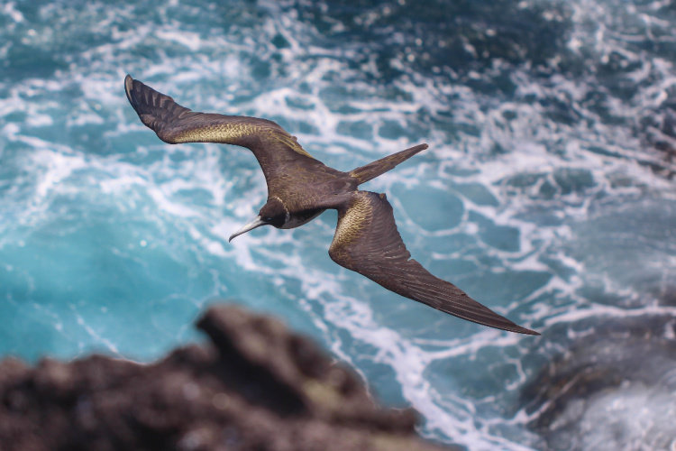 QUIZ: Seabirds