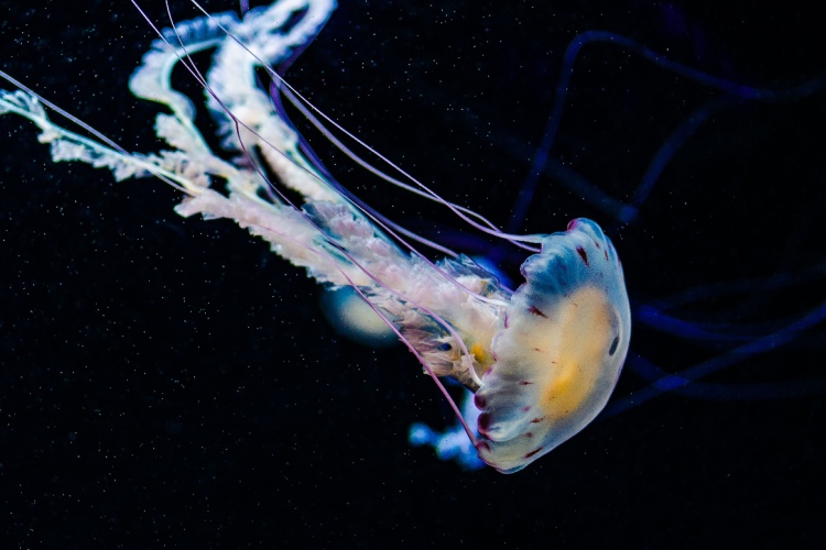 QUIZ: Marine Life – Jellyfish