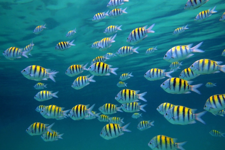 QUIZ: Coral Reef Fish