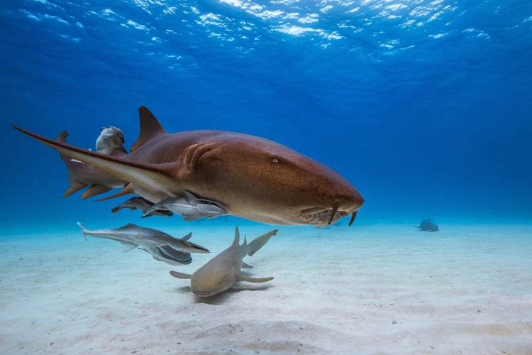 QUIZ: Sharks