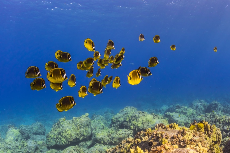 QUIZ: Coral Reef Fish