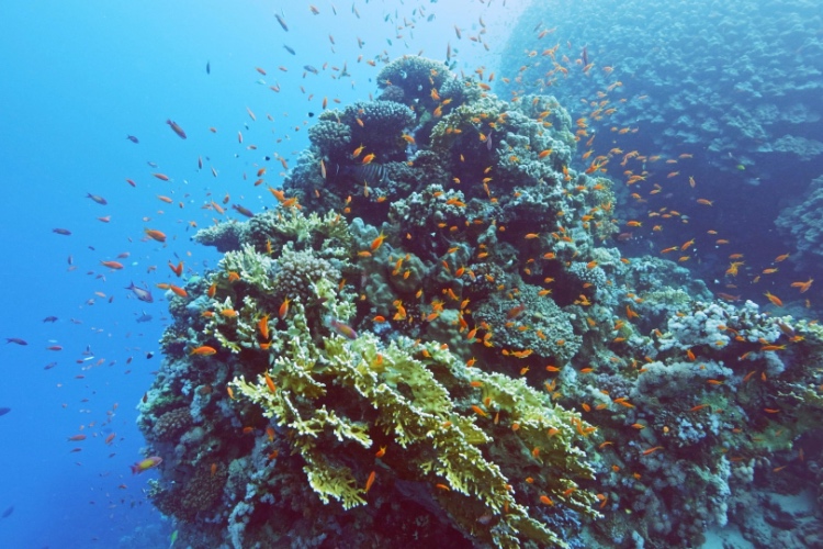 QUIZ: True or False – Coral
