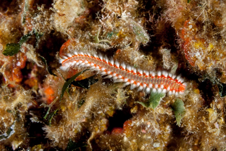 QUIZ: Muck-Diving Creatures