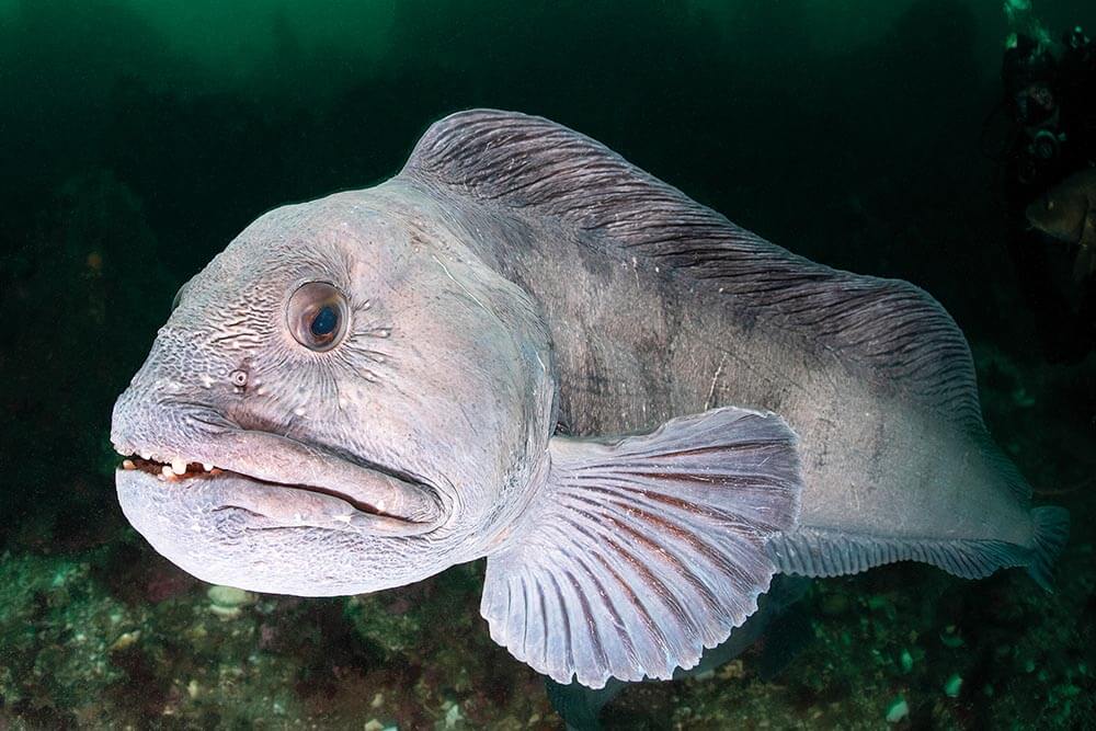 Wolffish are one of the highlights of diving in Iceland