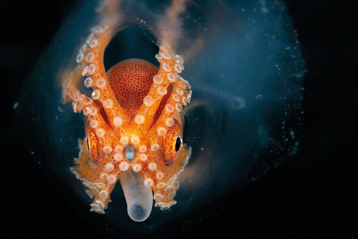 'Football Octopus', by Irene Middleton