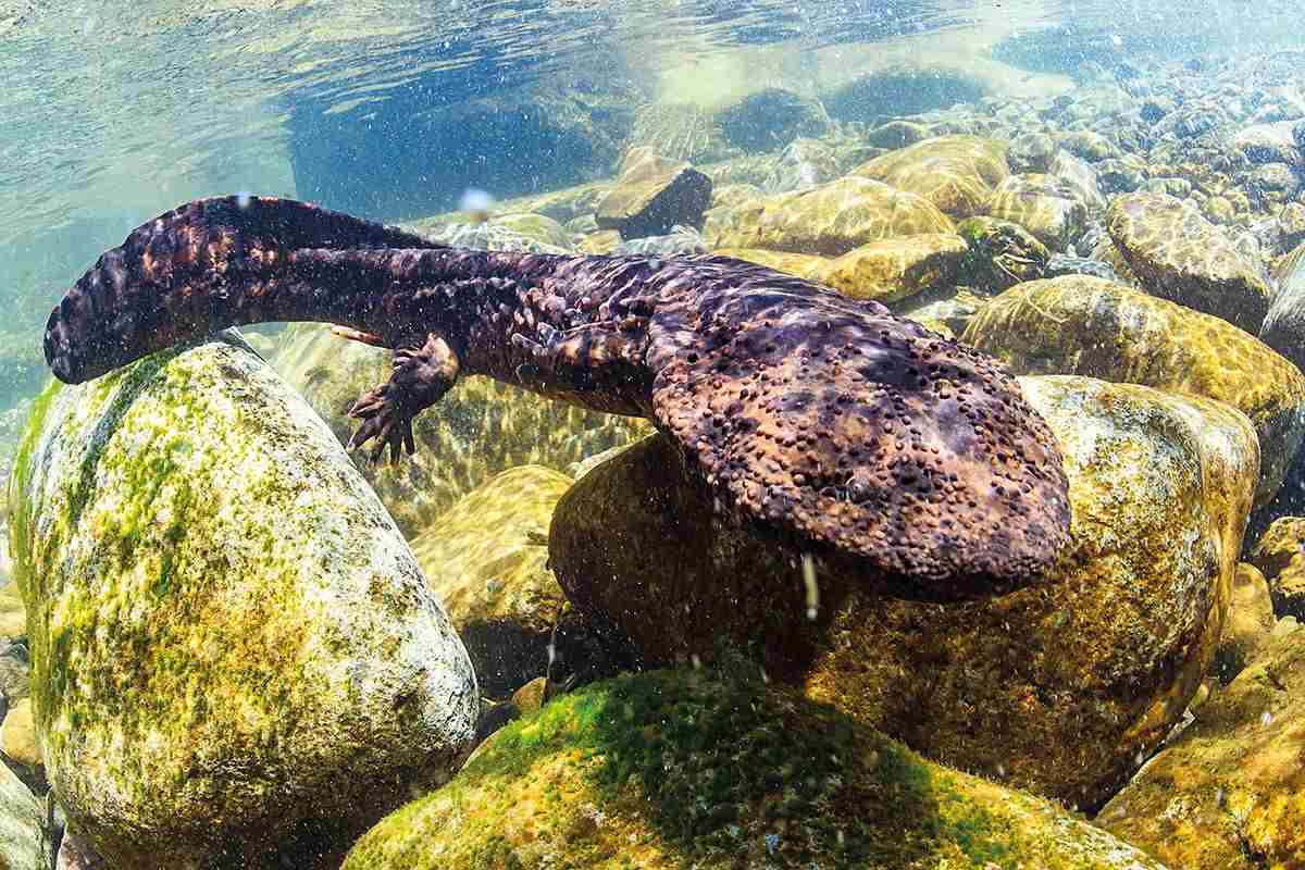 A japanese giant salamander on rocks on riverbed