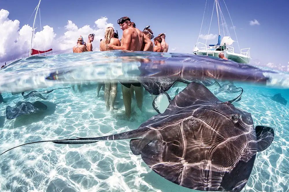 a stongray swimming past routists in shallow water