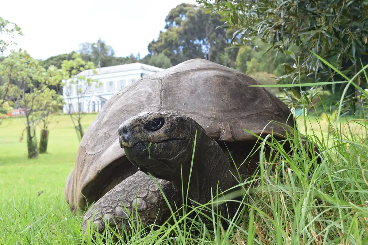 a picture of Jonathan the giant Seychelles tortoise in front of Plantation House on St Helena