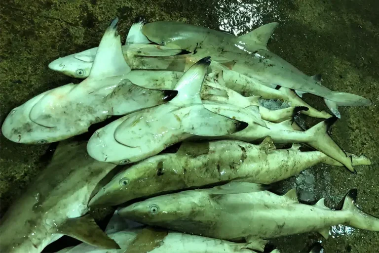 Shark and ray populations halved by overfishing in last 50 years