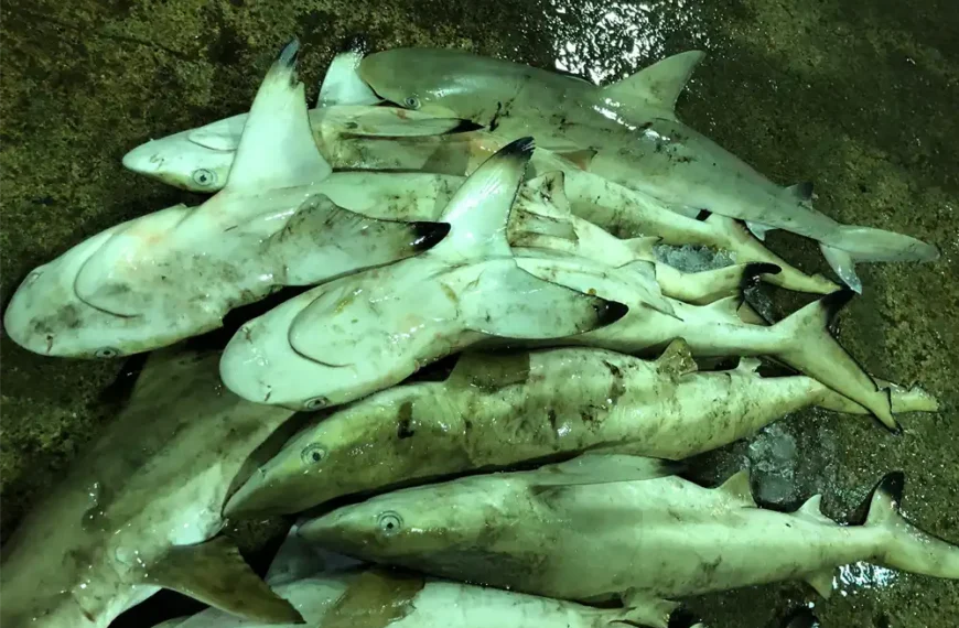 Shark and ray populations halved by overfishing in last 50 years