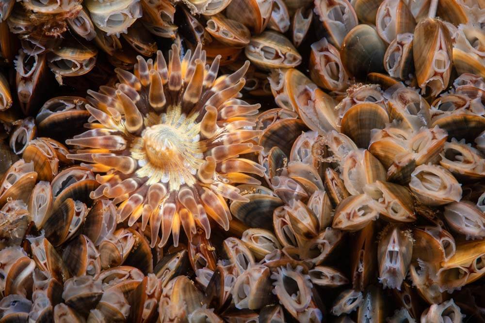 anemone in mussels kirsty andrews mcs uk