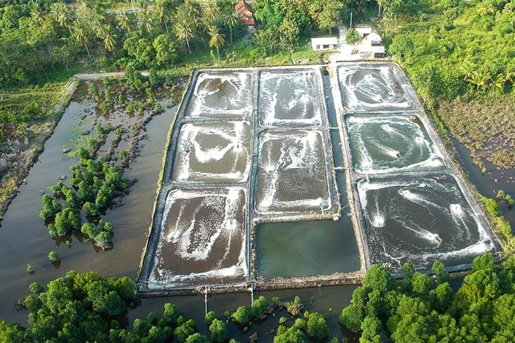 Indonesian activists face jail after exposing damage to marine park