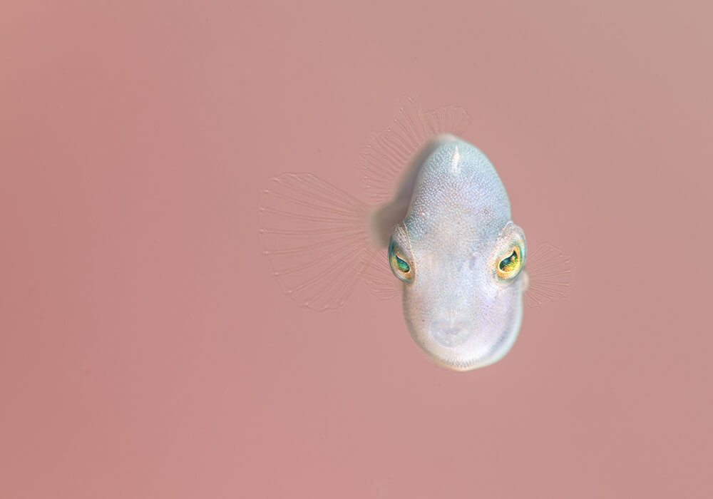 Pale coloured fish with yellow eyes against pink backdrop