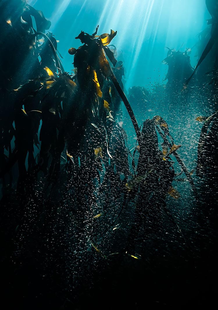 Featured Photographer Elise Gibbins DIVE Magazine Featured Photographer Elise Gibbins DIVE Magazine
