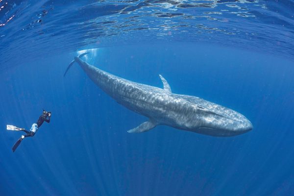 In the company of giants: diving with the blue whales of Sri Lanka ...