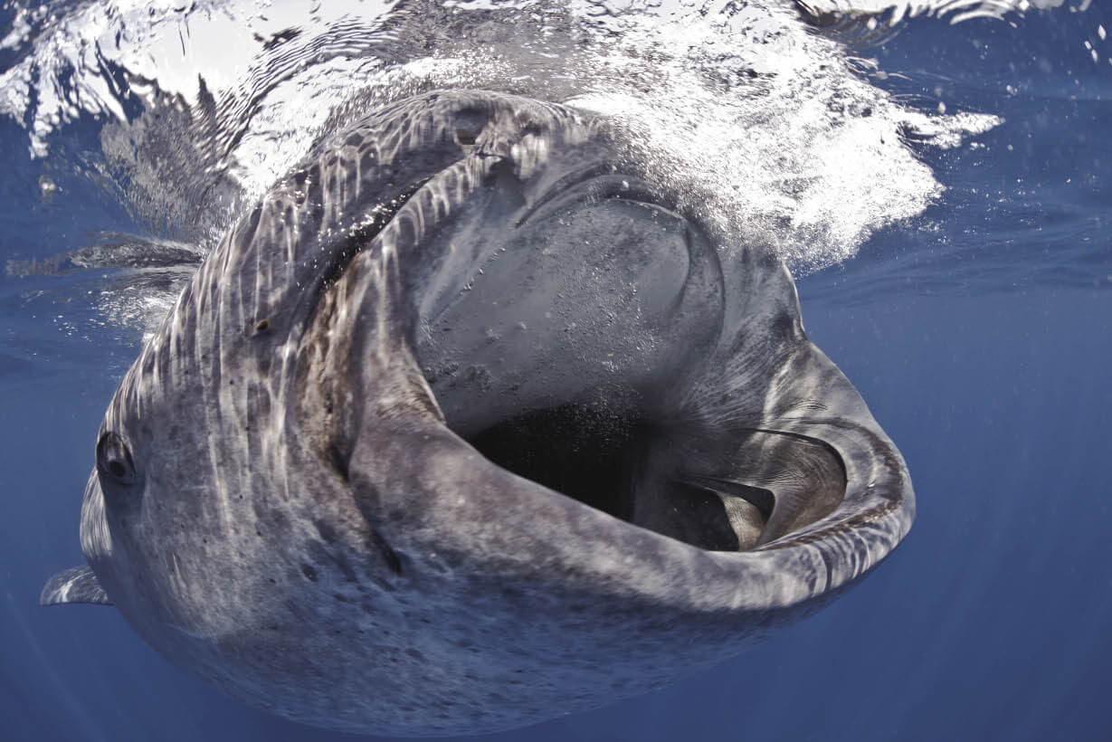 Mexico's Isla Holbox whale shark aggregation - DIVE Magazine