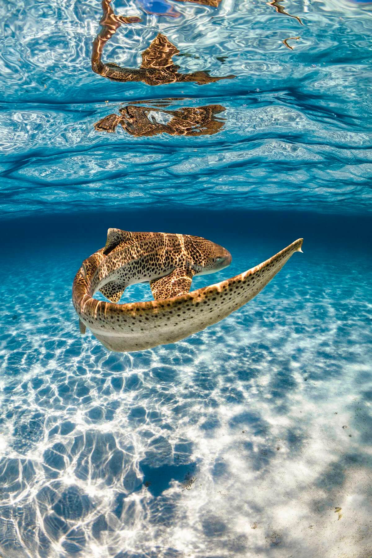 Reflections Leopard Featured Photographer - Ollie Clarke - DIVE Magazine