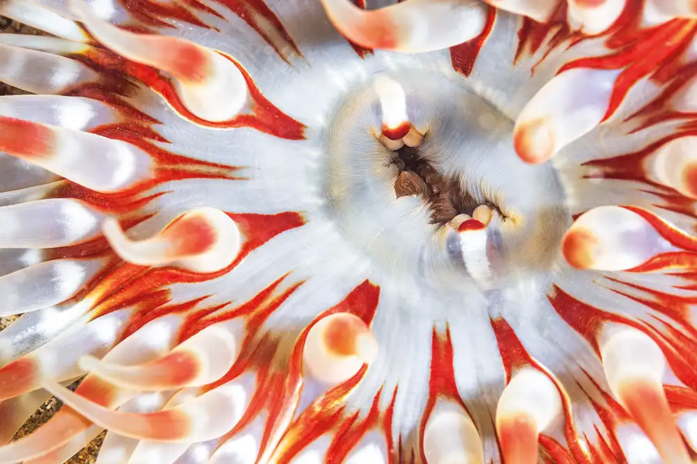 Close up of a dahlia anemone
(Urticina felina)