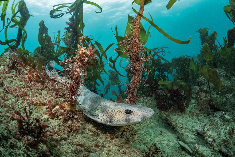 A small-spotted catshark (Scyliorhinus canicula)
on a rocky reef, Lizard Peninsula