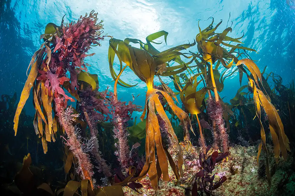 Red rags (Dilsea carnosa) growing on forest kelp
(Laminaria hyperborea), Lizard Peninsula