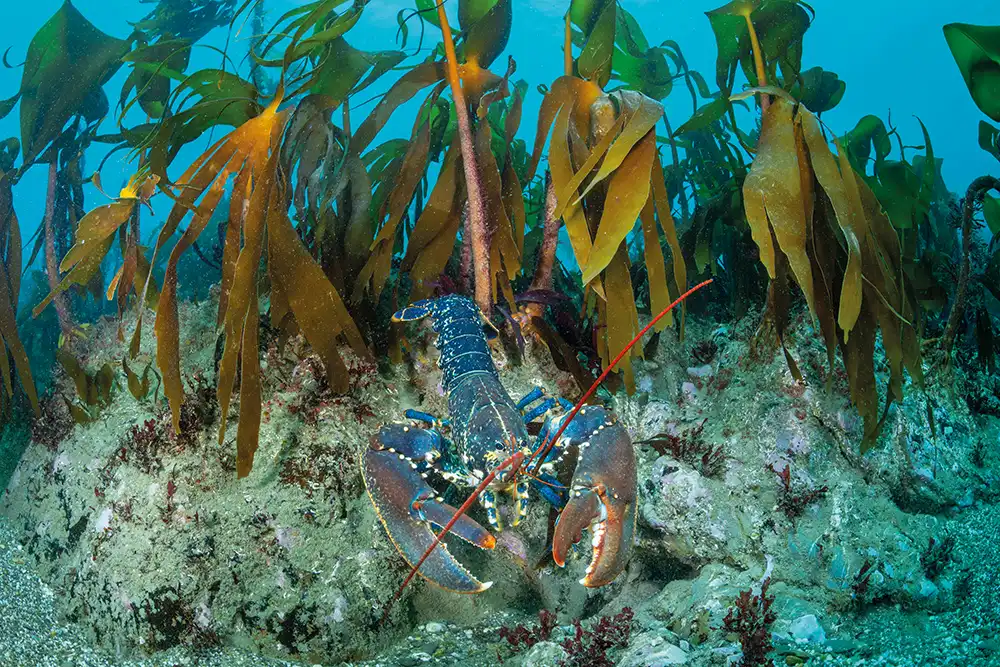 European lobster
(Homarus gammarus),
Lizard Peninsula