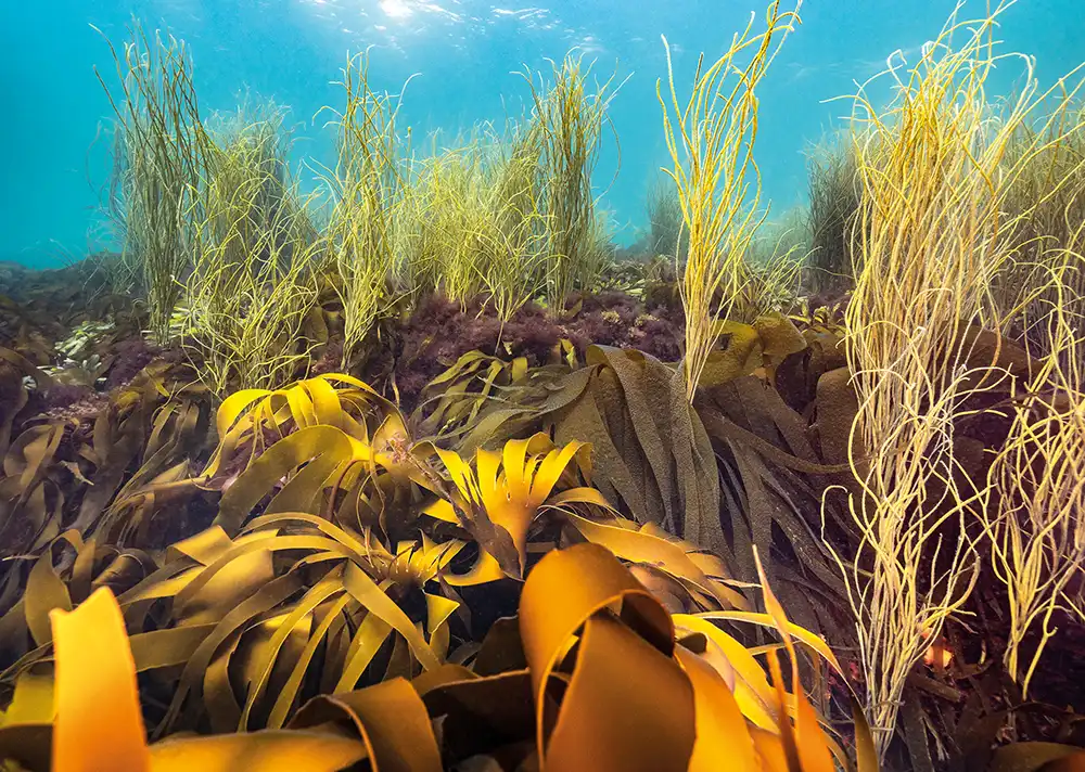 Thongweed (Himanthalia
elongata) and kelp
(Laminariales), Falmouth