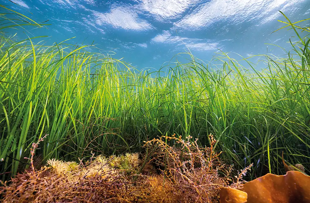 Seagrass meadow (Zostera marina) and
mixed bed of seaweeds, Helford River