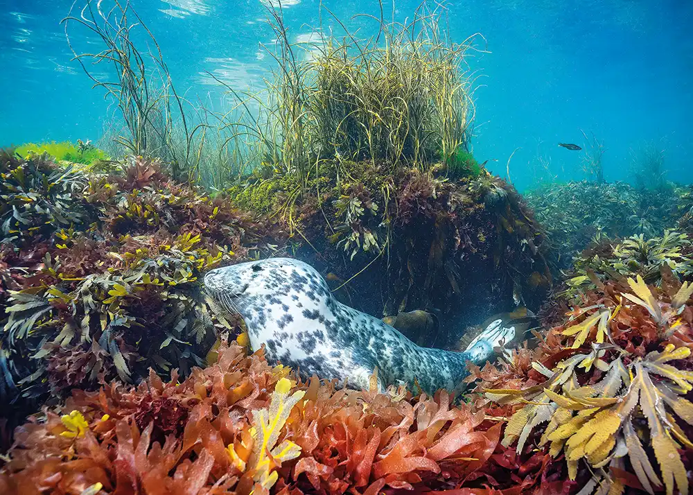 A grey seal (Halichoerus grypus)