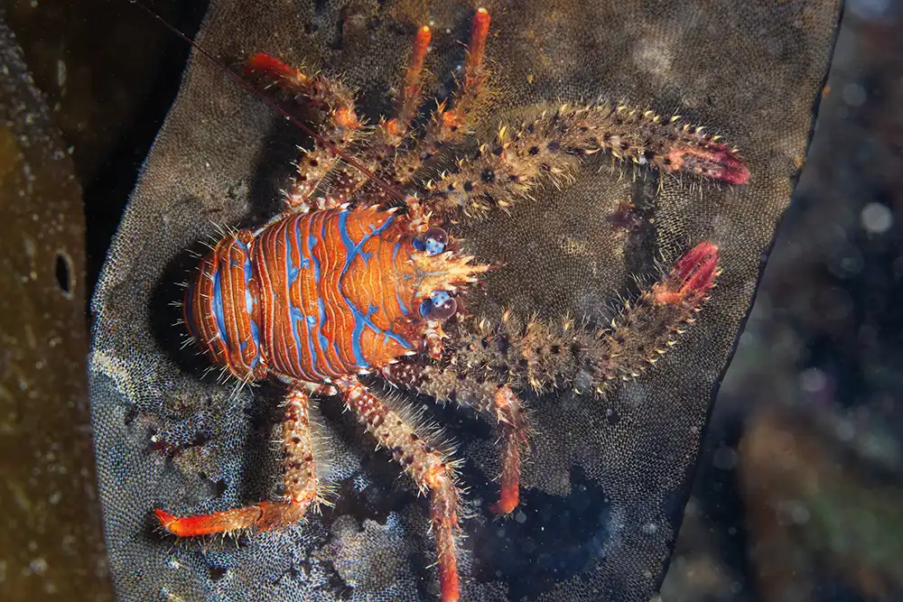 Spiny squat lobster (Galathea strigosa) on a
kelp frond covered in sea mat (Membranipora
membranacea), Lizard Peninsula