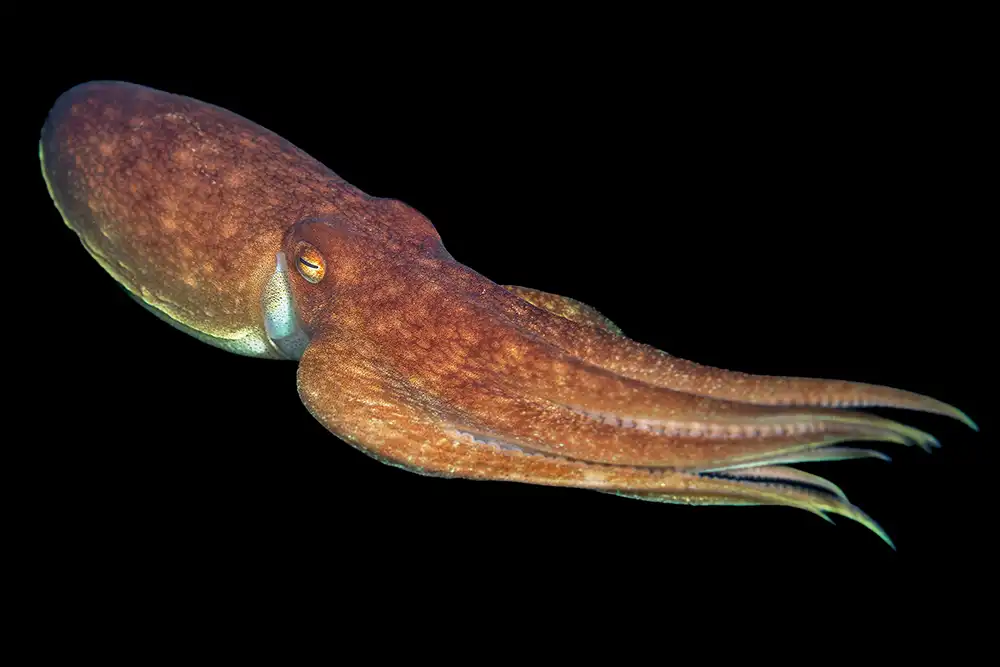 Curled octopus (Eledone cirrhosa) swimming at
night in open water off the Lizard Peninsula