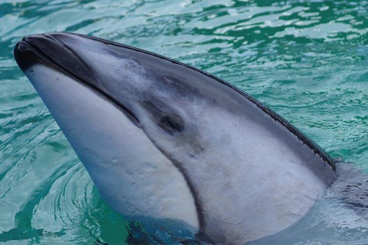 Li'i, the pacific white-sided dolphin and former tankmate of Tokitae
