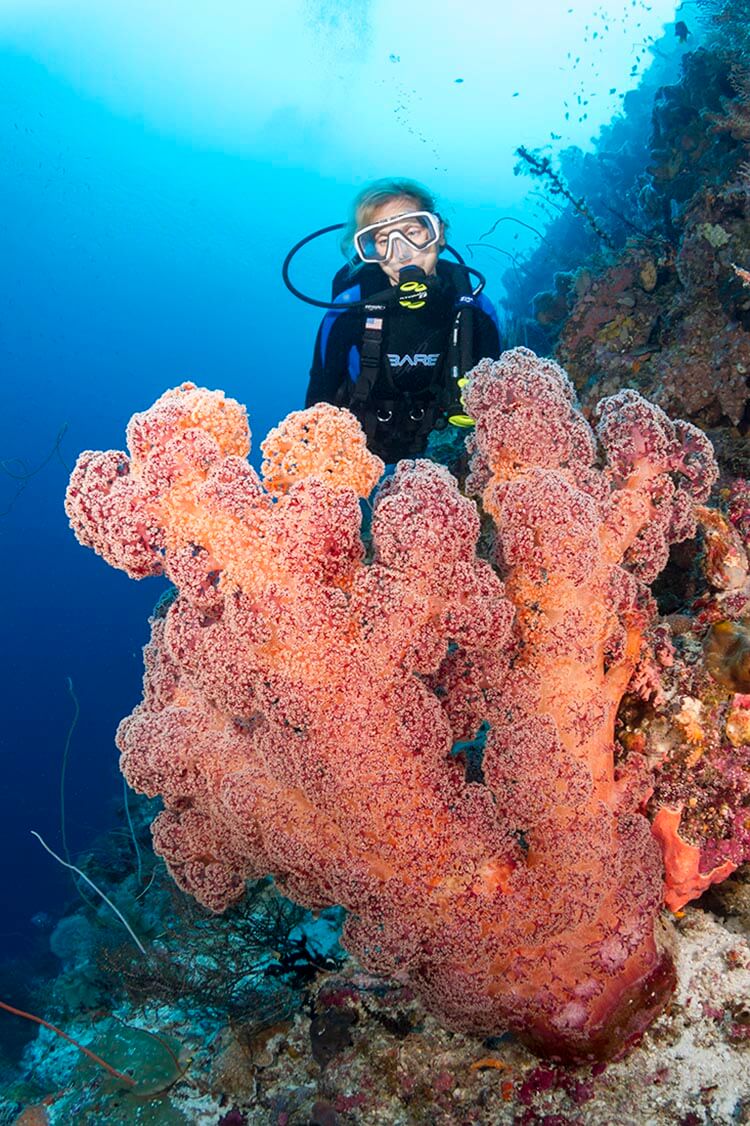 diver and huge soft coral growth