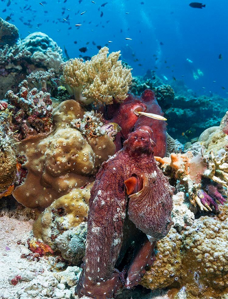 two octopuses face off at a reef at Wakatobi, Indonesia