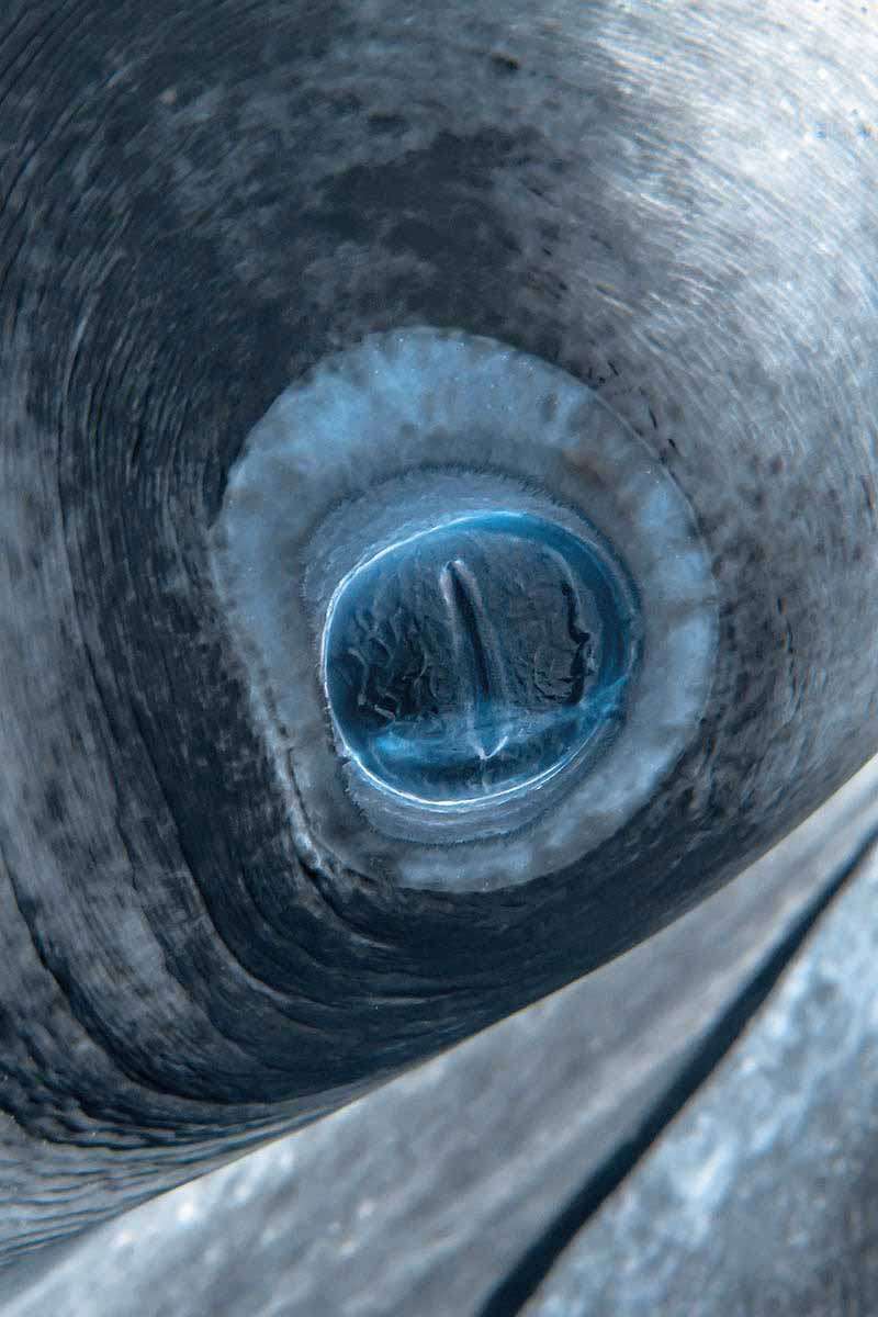 The eye of a manta ray