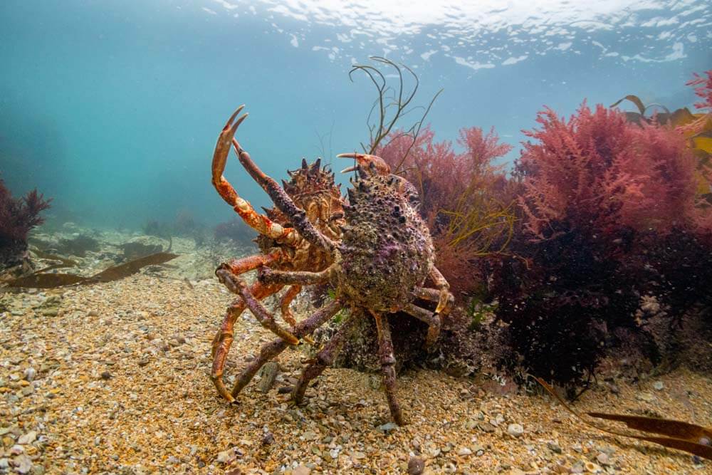 crabs fighting martin stevens mcs uk