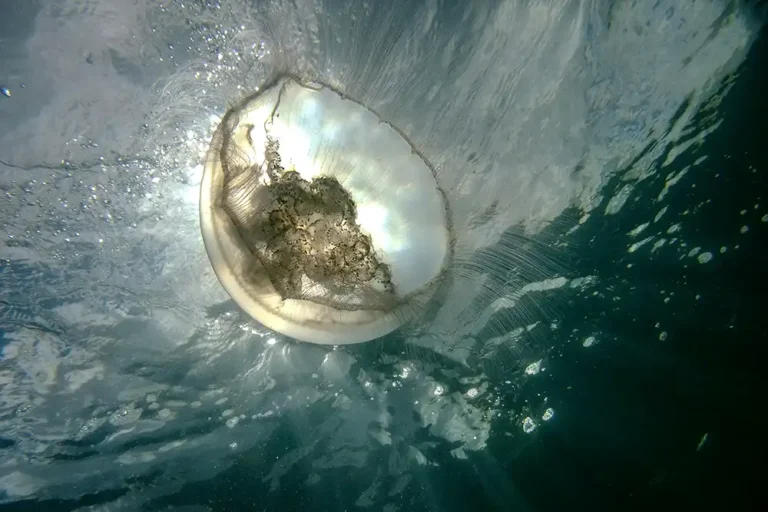 MCS calling on volunteers to report jellyfish sightings