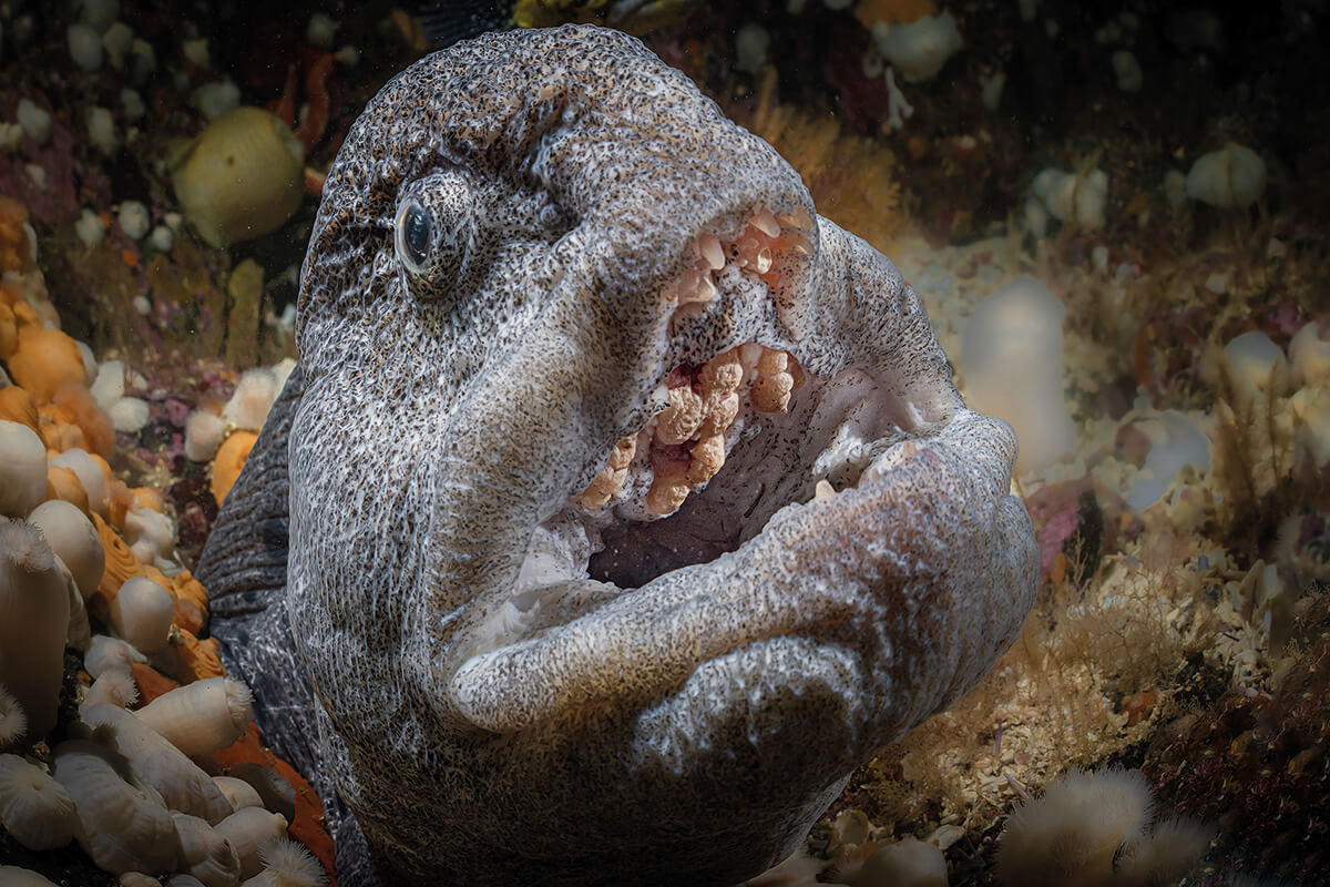 Open mouth of a wolf eel showing the teeth