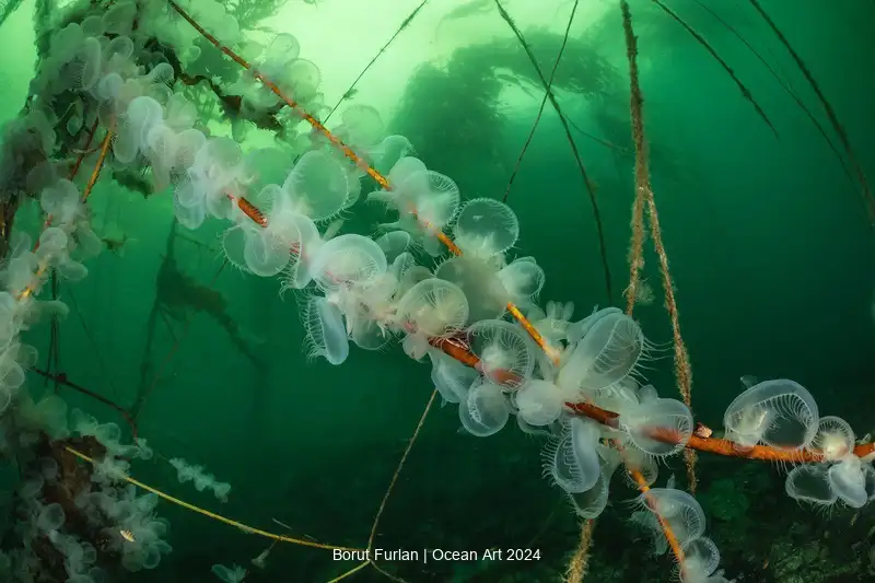 Hooded Nudibranchs_Borut_Furlan