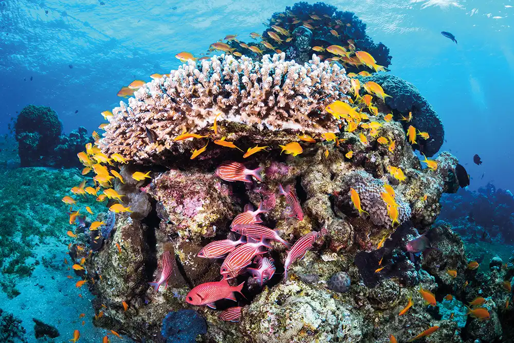 A block of coral with golden anthias and striped squirrelfish