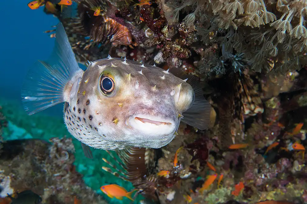 a puffer fish sheltering under a block of coral with a lionfish behind it