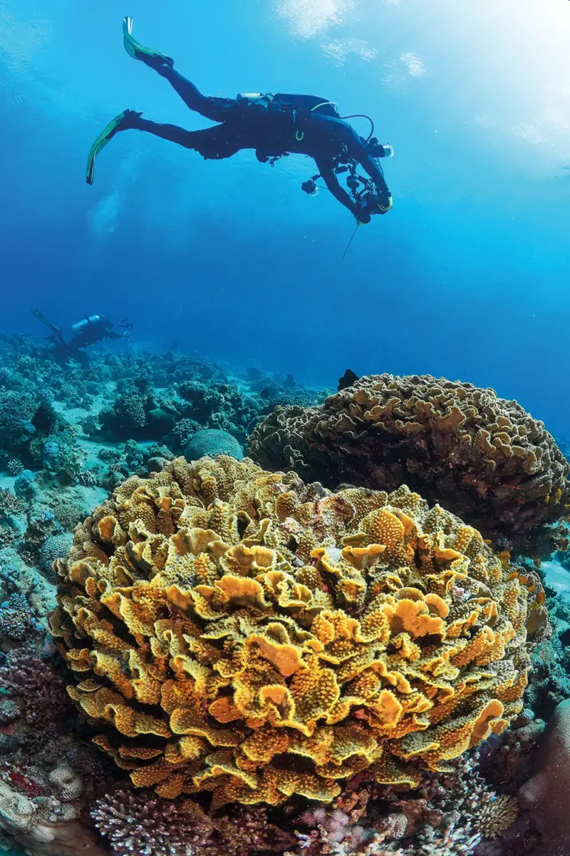 a diver with a camera swimming over the top of some coral
