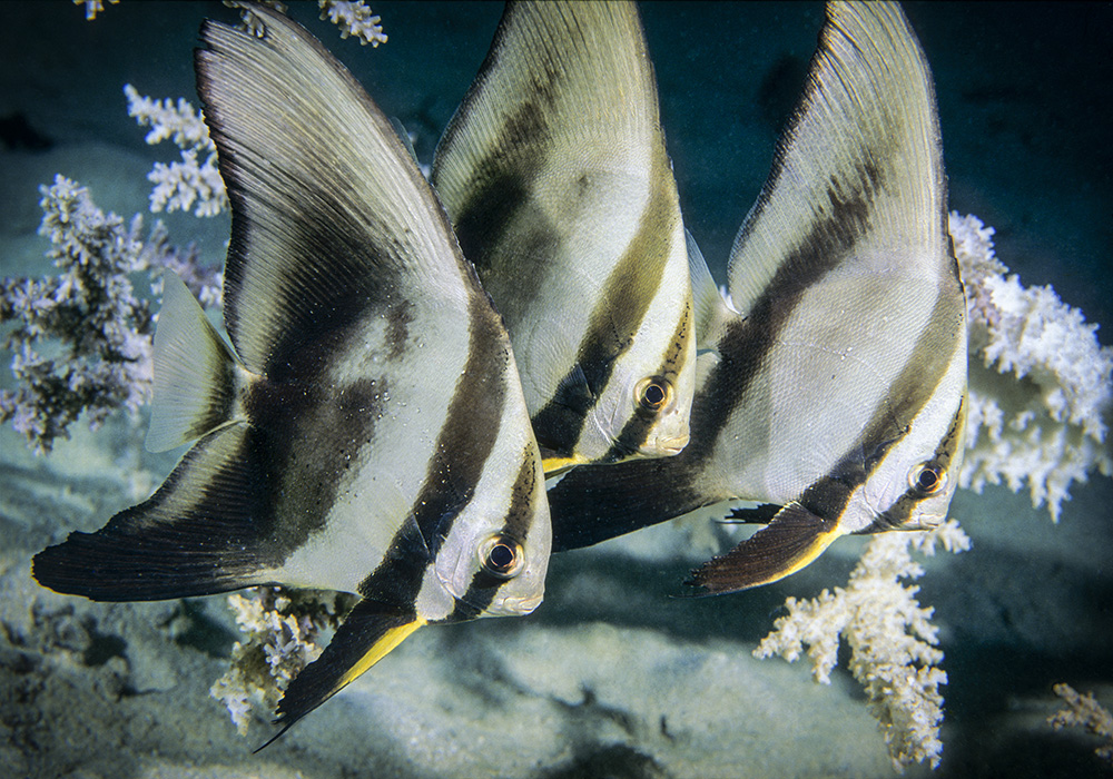 Three angelfish in a line